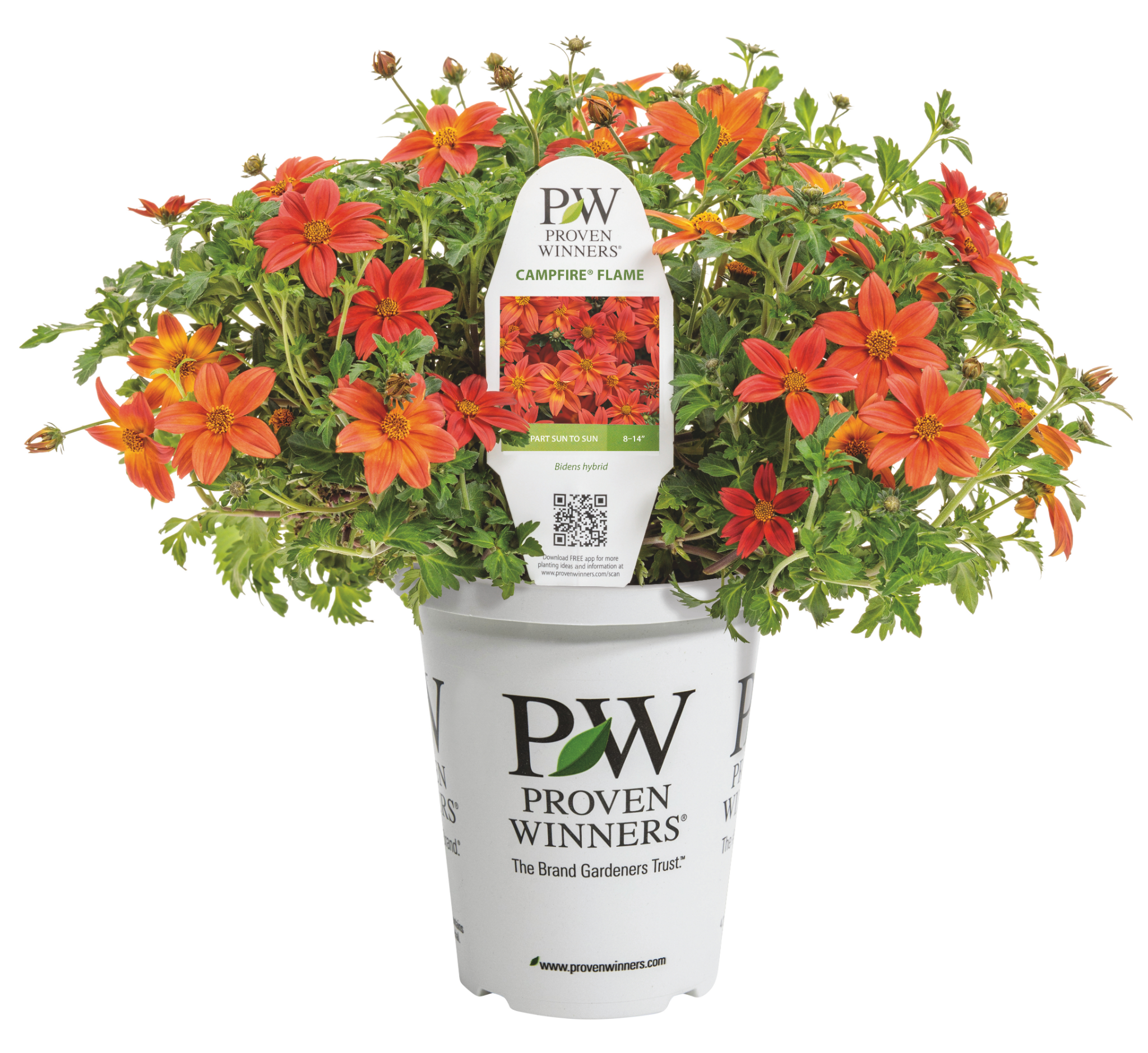 Bidens | Botanical Brothers