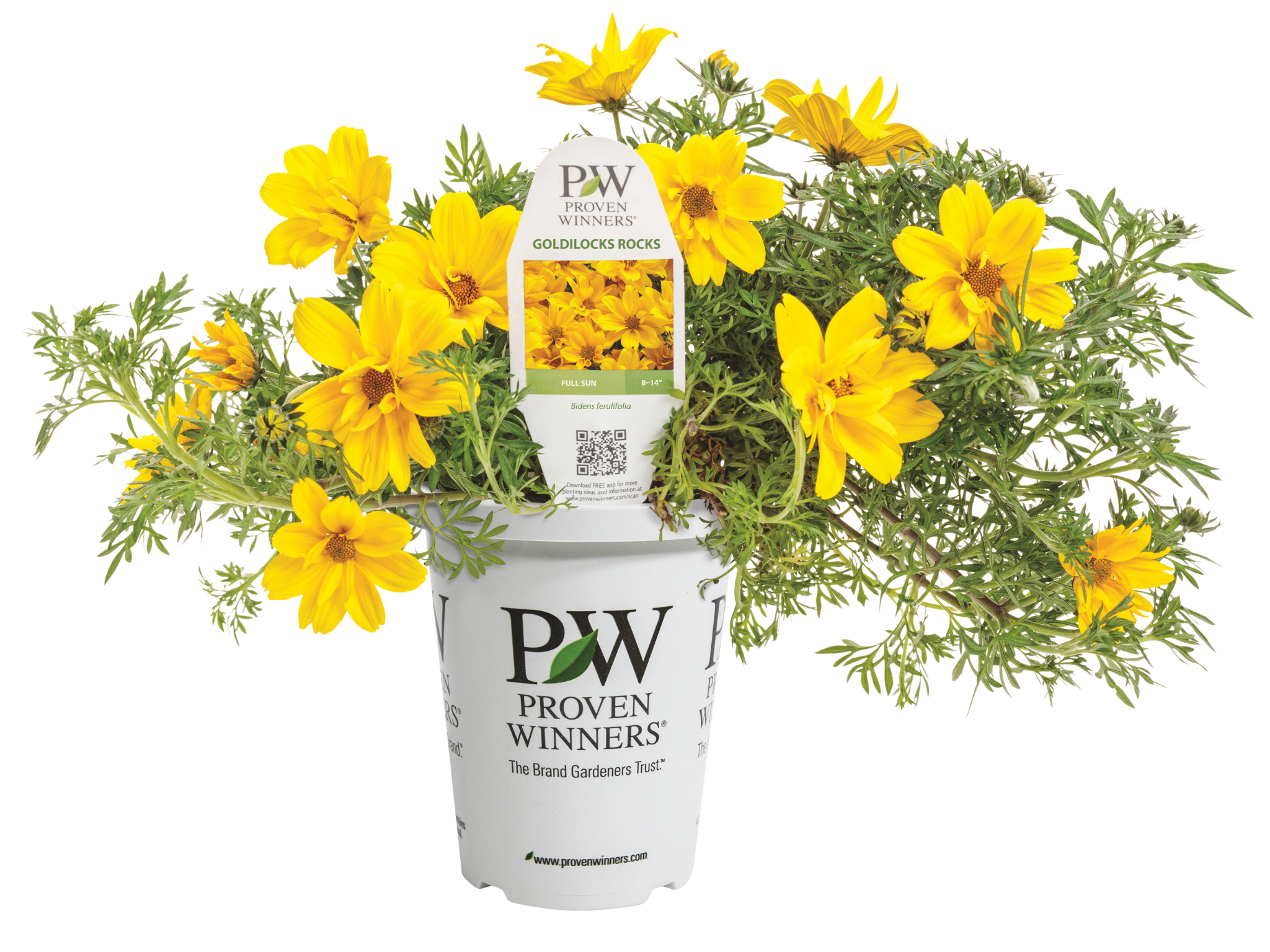 Bidens | Botanical Brothers